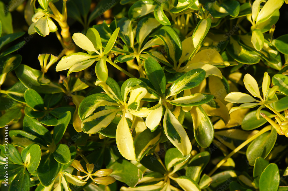 Fototapeta premium Schefflera actinophylla or umbrella tree yellow and green leaves