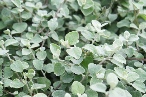 Fototapeta Naklejka Na Ścianę i Meble -  Silver helichrysum or licorice plant or helichrysum petiolare green foliage background