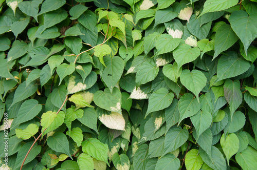 Actinidia kolomikta liana variegated-leaf hardy kiwi green leaves background