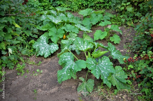 plant in the garden