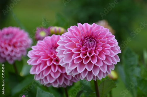 Pinke Blumen 