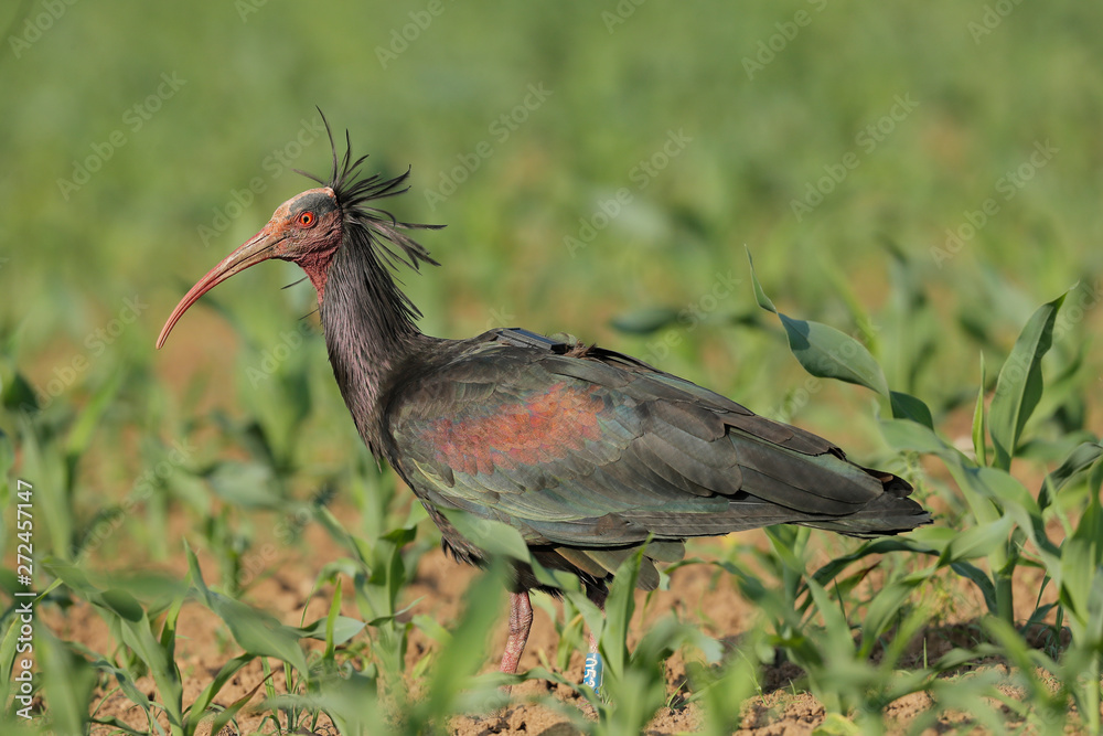 Naklejka premium Ibis eremita in campo di mais