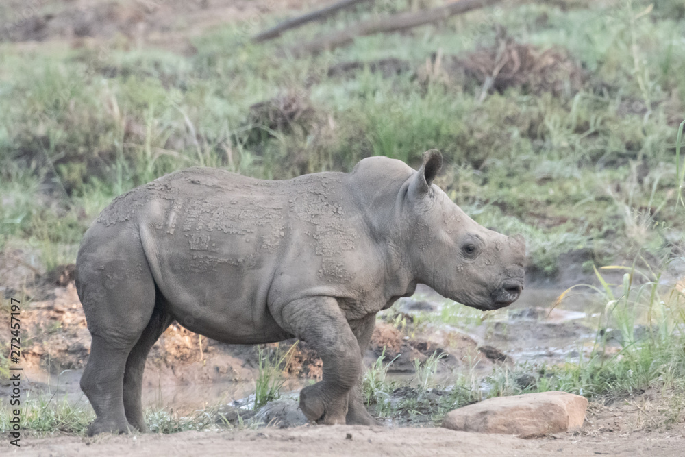 A baby white rhino exploring, iMfolozi, South Africa. A baby white rhino exploring, iMfolozi, South Africa.