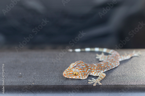 Close up gekko(Tokay gecko) on the floor. Copy space for text.