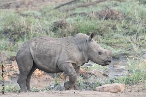 A baby white rhino exploring, iMfolozi, South Africa.