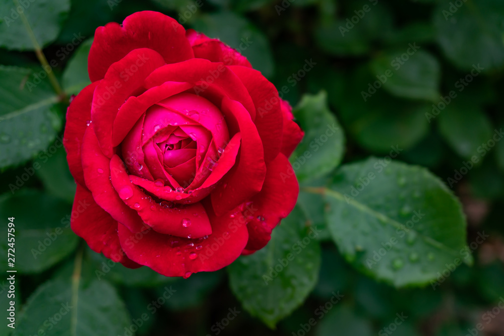 Garden roses covered with rain droplets. Red, yellow, pink roses in the garden. Raindrops, dew on the petals and leaves of roses. Beautiful blooming roses. Garden roses covered with rain droplets. Red, yellow, pink roses in the garden. Raindrops, dew on the petals and leaves of roses. Beautiful blooming roses.