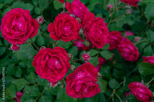 Garden roses covered with rain droplets. Red, yellow, pink roses in the garden. Raindrops, dew on the petals and leaves of roses. Beautiful blooming roses. © Владимир Вавилов