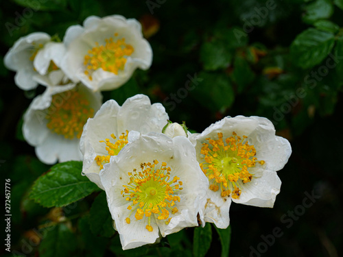 Mûrier en fleur photo