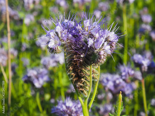 single plant of a flagrant phacelia flower photo