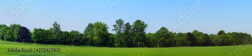 panorama photo of different types of trees