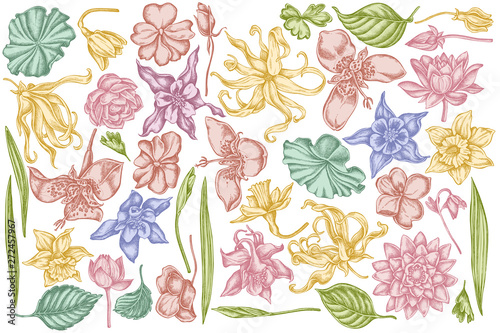 Vector set of hand drawn pastel ylang-ylang, impatiens, daffodil, tigridia, lotus, aquilegia