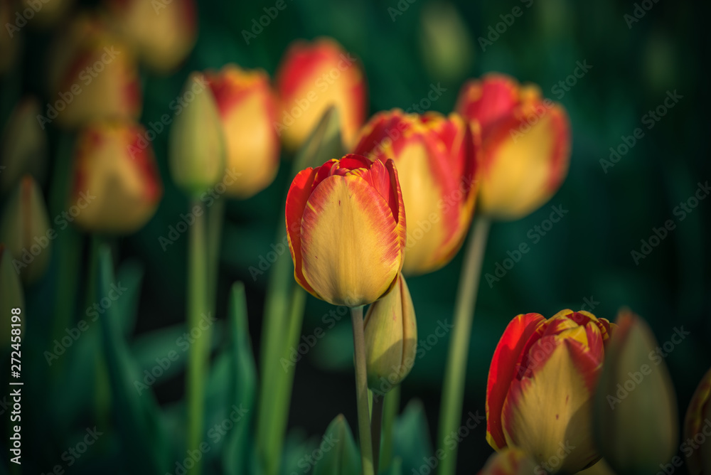 Fototapeta premium Yellow and red blooming spring Tulips