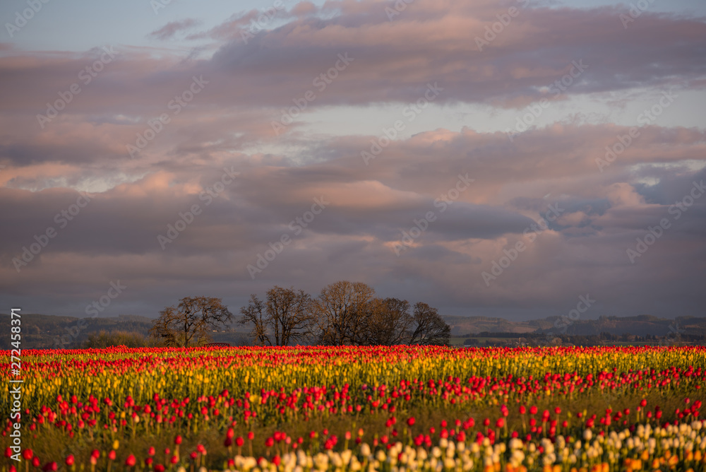 Dramatic overcast rain clouds at sunset golden hour over field of colorful tulips in Oregon