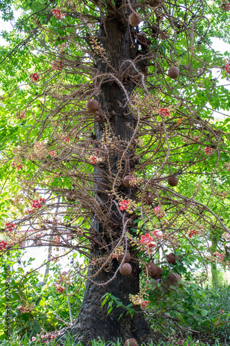 sala tree with a lot of flowers and fruits in the garden photo