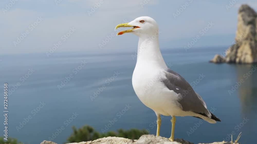 Funny seagull bird standing on the seashore close up Funny seagull bird standing on the seashore close up
