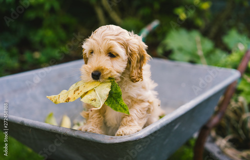 Adorable golden Cockapoo puppy playing in garden outside photo