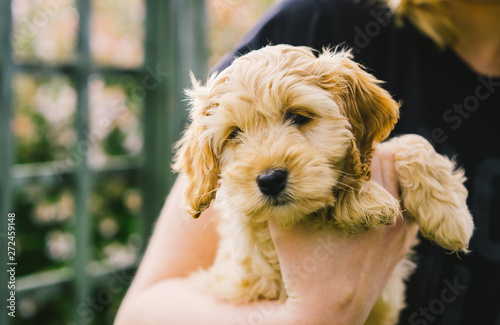 Adorable golden Cockapoo puppy playing in garden outside