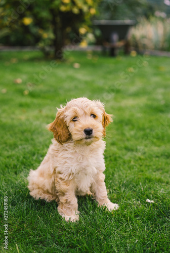 Adorable golden Cockapoo puppy playing in garden outside © Melissa Keizer