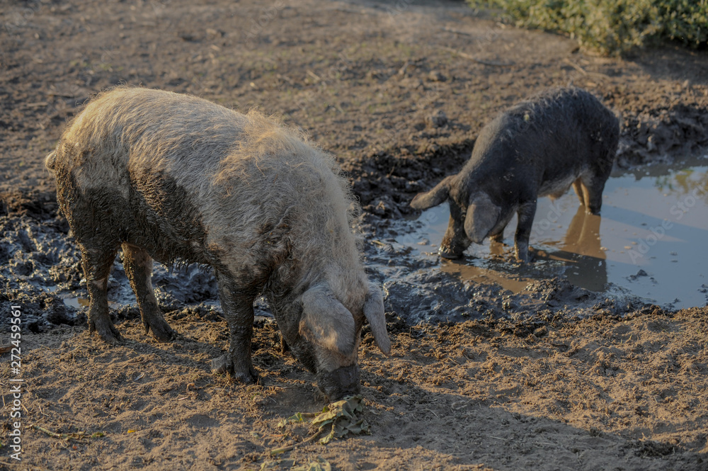 Fototapeta premium Big producer of hairy wild boar. Meat breed of swine Duroc. Pigs couple outdoors in dirty farm field. Name in Latin: Sus scrofa domesticus. Hogging pig Mangalitsa boar. Concept growing organic food