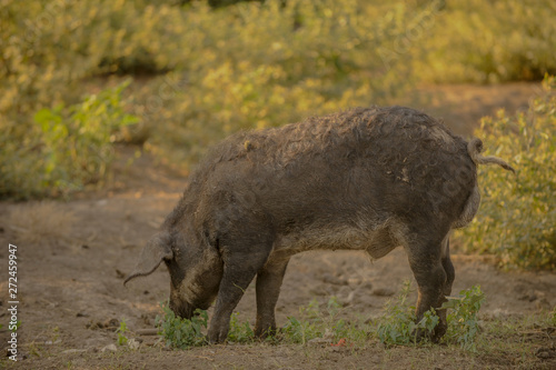 Big producer of hairy wild boar. Meat breed of swine Duroc. Pigs couple outdoors in dirty farm field. Name in Latin: Sus scrofa domesticus. Hogging pig Mangalitsa boar. Concept growing organic food