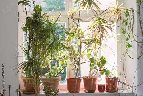many home plants