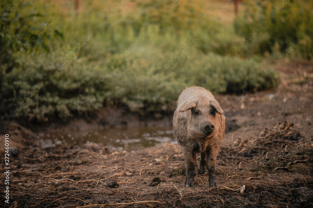 Obraz premium Big producer of hairy wild boar. Meat breed of swine Duroc. Pigs couple outdoors in dirty farm field. Name in Latin: Sus scrofa domesticus. Hogging pig Mangalitsa boar. Concept growing organic food