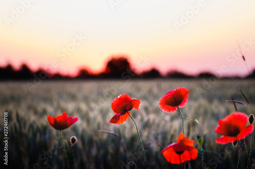 Corn roses in front of a green wheat grass field at sunset