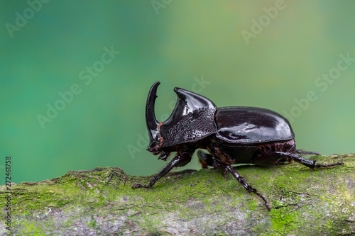 a horn beetle - Trichogomphus sp. © Marek R. Swadzba
