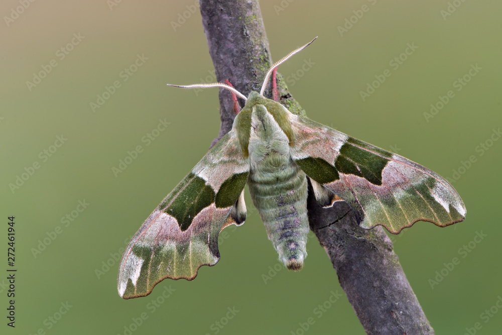 Lime Hawk-moth - Mimas tiliae foto de Stock | Adobe Stock