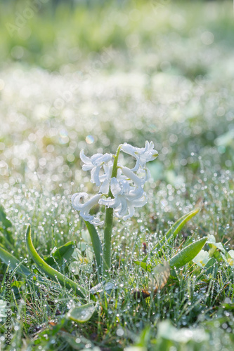 Garden flowers