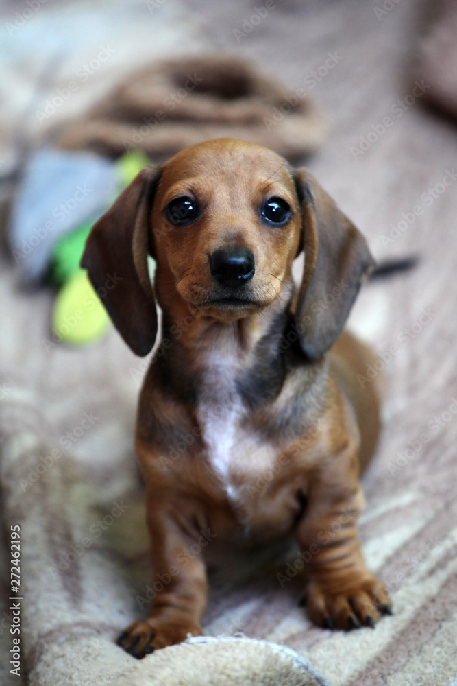 dachshund puppy portrait plaid background dachshund puppy portrait plaid background