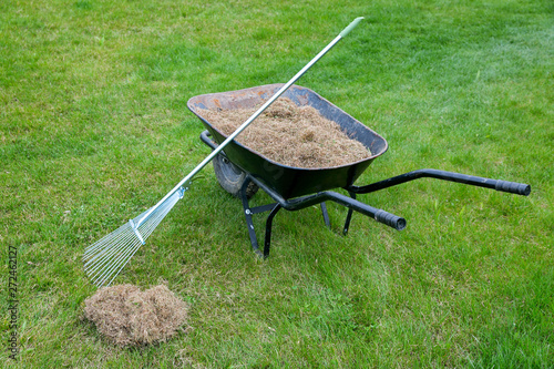 Fotografie, Obraz dethatching lawn with a rake moss removal in the spring garden