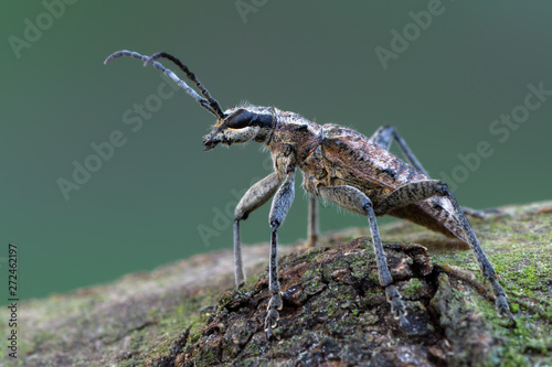 Принти на полотні Ribbed Pine Borer - Rhagium inquisitor