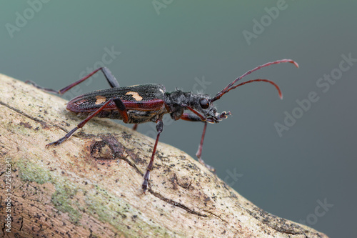 Longhorn beetle - Rhagium bifasciatum © Marek R. Swadzba
