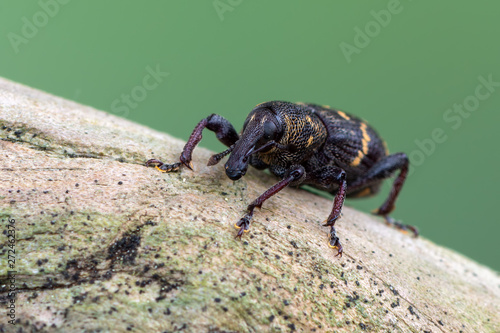 a weevil beetle - Hylobius abietis