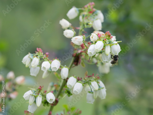 Flowering Canadian blueberry