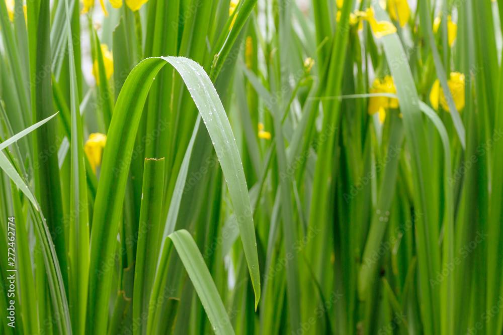 green sharp stalks of wild iris (Iridaceae) with yellow flowers. natural plant background wildlife green sharp stalks of wild iris (Iridaceae) with yellow flowers. natural plant background wildlife