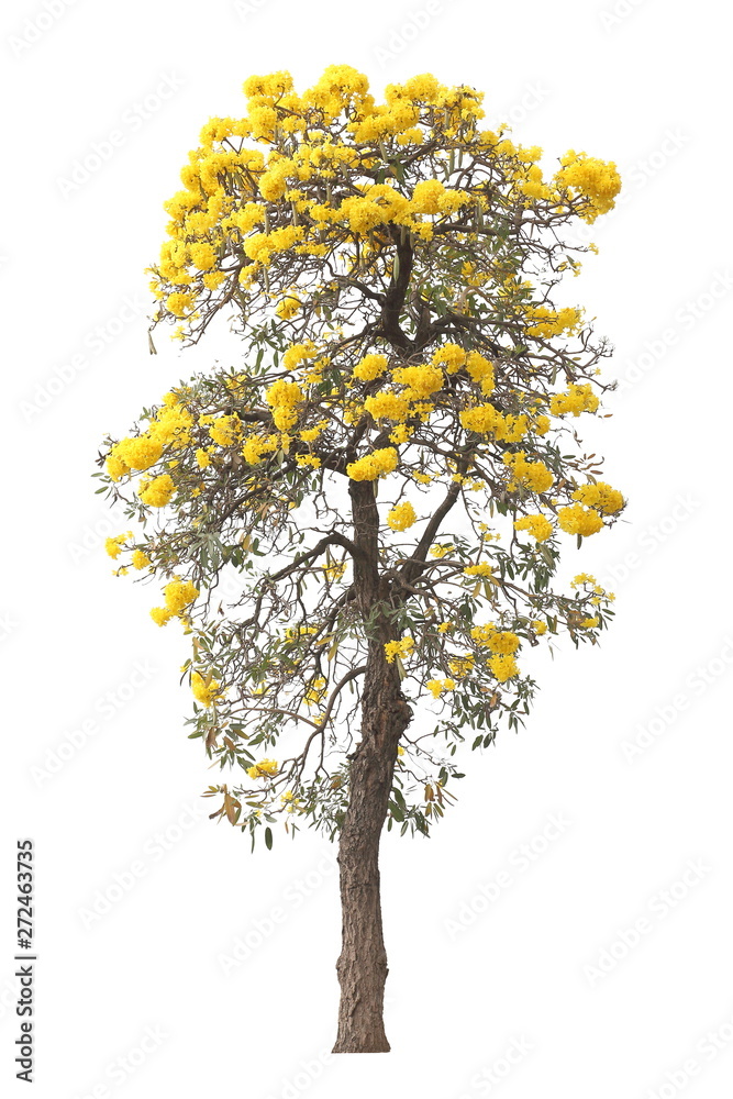 isolated tabebuia golden yellow flower blossom tree on white background for graphic design purpose isolated tabebuia golden yellow flower blossom tree on white background for graphic design purpose