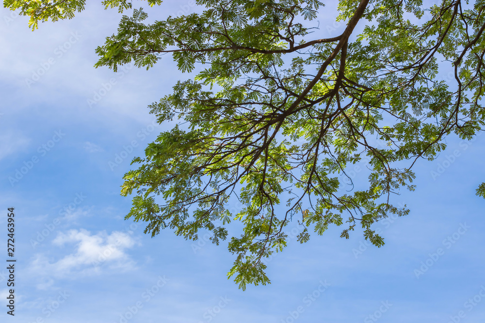 Fototapeta premium The branches of fresh tree with blue sky. Spring summer natural