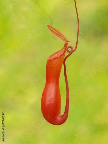 Close-up Nepenthes spectabilis, Tropical pitcher plant or monkey cups in nature. photo