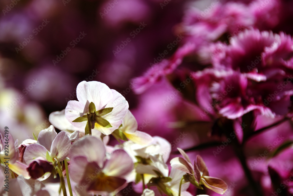 The white flower which penetrates sunlight. The white flower which penetrates sunlight.