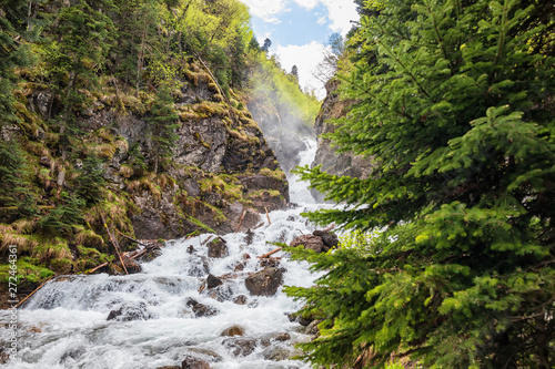 Rapid mountain stream in pine forest