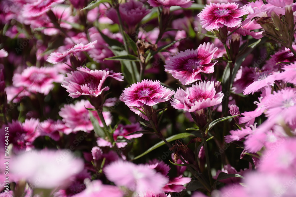 China pink - Dianthus chinensis. It is called “Sekichiku” in Japan. China pink - Dianthus chinensis. It is called “Sekichiku” in Japan.