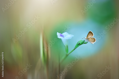 Butterfly on flower
