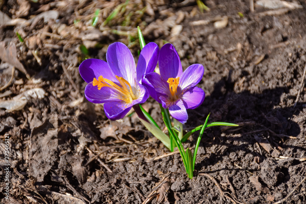 two purple spring crocuses growing in grass closeup two purple spring crocuses growing in grass closeup