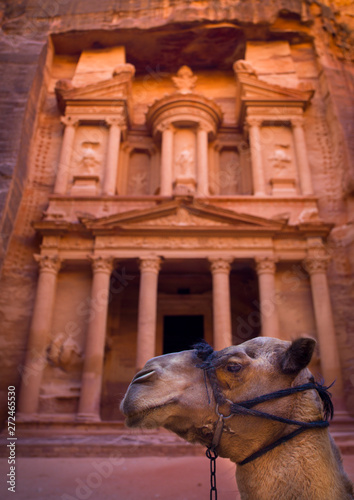 Camel In Front Of Al Khazneh Treasury Ruins, Petra, Jordan photo