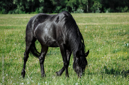 Black horse in pasture grazing and looking towards camera