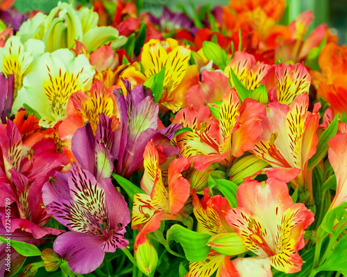 Beautiful alstroemeria flower background.Alstroemeria flower colorful. Close-up. photo