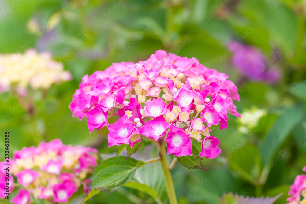 Beautiful bright bud, consisting of many small flowers on the background of green foliage Beautiful bright bud, consisting of many small flowers on the background of green foliage