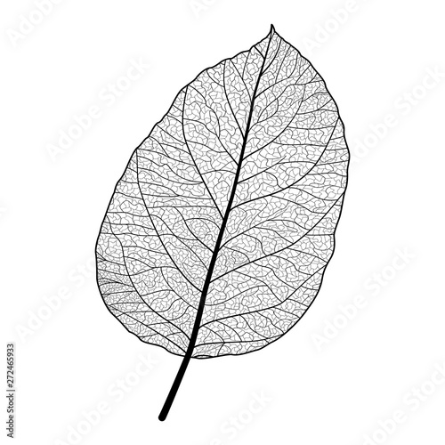 Leaf isolated. Vector